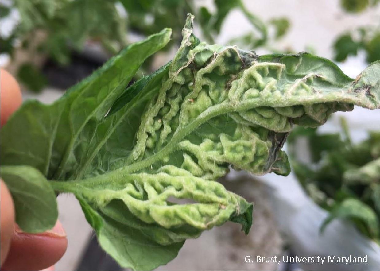 Edema Problem in Greenhouse Tomatoes University of Maryland Extension